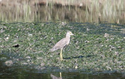 Yellow-crowned Night Heron (1st summer)- Aug. 2, 2011 - Bluefish river, Duxbury, MA