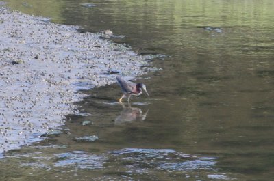 Green Heron (juv)- Aug. 2, 2011 - Bluefish river, Duxbury, MA
