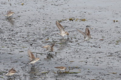 White-rumped Sandpiper - Duxbury Beach - Gurnet Aug 6, 2011