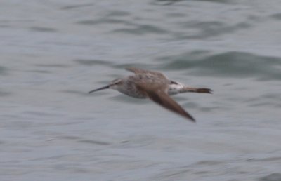 Stilt Sandpiper - Duxbury Beach - Gurnet boathole - Aug. 14, 2011