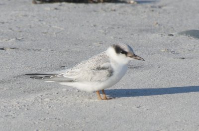Least Tern - juvenile - Duxbury Beach, MA - Aug.20, 2011