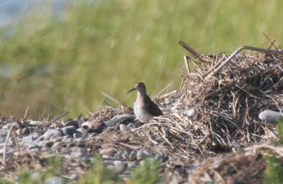 Pectoral Sandpiper, Duxbury Beach, MA  - Aug 20, 2011