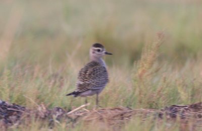 Am. Golden Plover  - Juvenile - Duxbury Beach, MA   Sept. 1, 2011