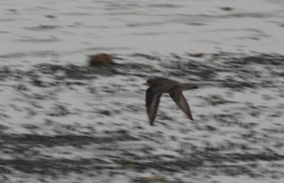 Am. Golden Plover  - Juvenile - Duxbury Beach, MA   Sept. 1, 2011