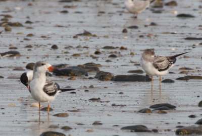 Black Skimmer(s) - Juvenile - Duxbury Beach, MA   Sept. 1, 2011