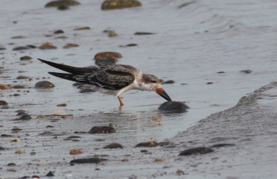 Black Skimmer(s) - Juvenile - Duxbury Beach, MA   Sept. 1, 2011