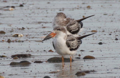 Black Skimmer(s) - Juvenile - Duxbury Beach, MA   Sept. 1, 2011