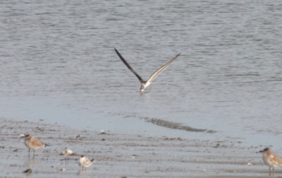 Black Skimmer(s) - Juvenile - Duxbury Beach, MA   Sept. 1, 2011