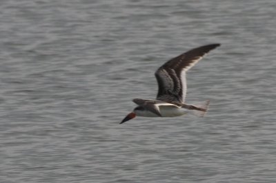 Black Skimmer(s) - Juvenile - Duxbury Beach, MA   Sept. 1, 2011