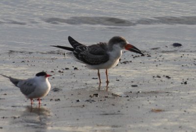 Black Skimmer(s) - Juvenile - Duxbury Beach, MA   Sept. 1, 2011