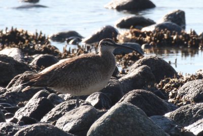 Whimbrel - Duxbury Beach, MA - Sept. 2, 2011