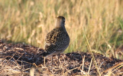 Golden Plover juv.- Duxbury Beach, MA - Sept. 2, 2011