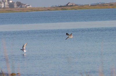 Black Skimmer - juv. - facing Gurnet - Duxbury Beach, MA - Sept. 2, 2011