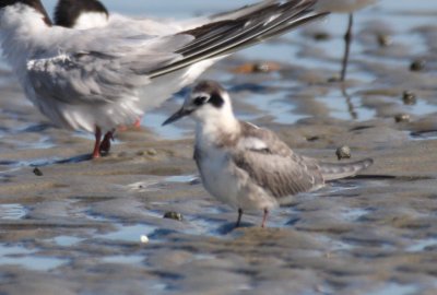 Black Tern - Duxbury Beach, MA - Aug 29, 2011