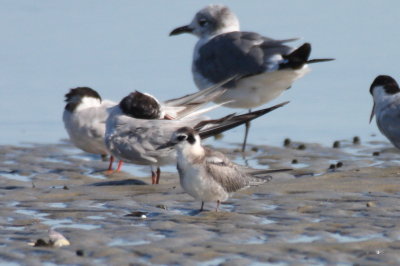 BLack Tern - Duxbury Beach, MA - Aug 29, 2011 -- showing relative size