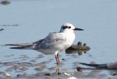 Forster's Tern - Duxbury Beach, MA - Aug 29, 2011