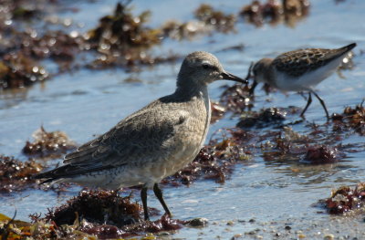 Red Knot - Duxbury Beach, MA - Aug 29, 2011