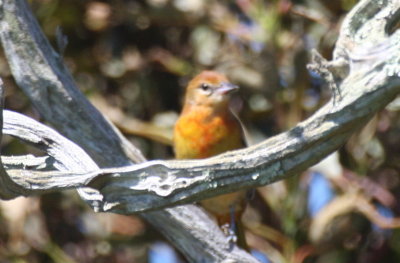 Baltimore Oriole- Duxbury Beach, MA - Aug 29, 2011 --  blotchy red plumage