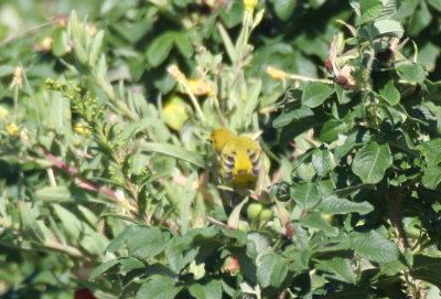 Yellow Warbler - Duxbury Beach, MA - Aug 29, 2011 --  black and white wings?