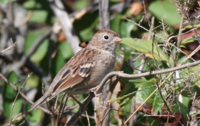 Field Sparrow - Duxbury Beach, MA - Sept 16, 2011