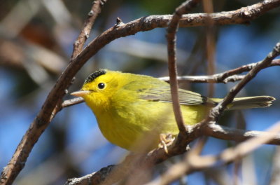 Wilson's Warbler - Duxbury Beach, MA - Sept 16, 2011