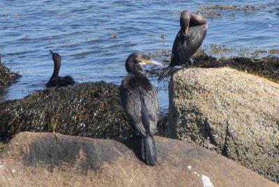 Great Cormorant - Duxbury Beach, MA - Sept 21, 2011