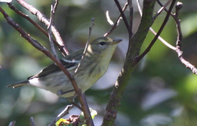 Blackpoll Warbler - Duxbury Beach, MA - Sept 21, 2011_7829.jpg