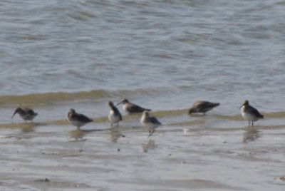 Dunlin - first of season - Duxbury Beach, MA - Sept 21, 2011