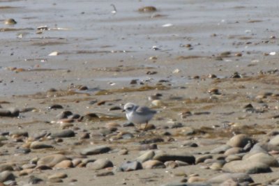 Piping Pover - juv. - late - Duxbury Beach, MA - Sept 21, 2011.jpg
