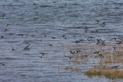 Migrating Tree Swallows at Boathole -. - Duxbury Beach, MA - Sept 24, 2011.JPG