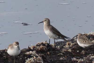 White-rumped Sandpiper - Duxbury Beach, MA - Sept 24, 2011