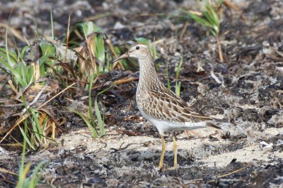 Pectoral Sandpiper juv. - Duxbury Beach, MA - Sept 24, 2011