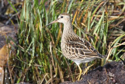 Pectoral Sandpiper juv. - Duxbury Beach, MA - Sept 24, 2011