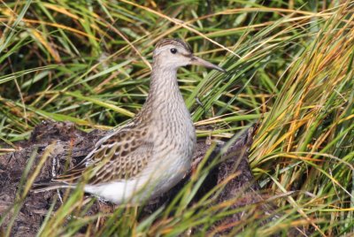 Pectoral Sandpiper juv. - Duxbury Beach, MA - Sept 24, 2011