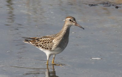 Pectoral Sandpiper juv. - Duxbury Beach, MA - Sept 24, 2011