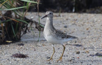 Pectoral Sandpiper juv. - Duxbury Beach, MA - Sept 24, 2011