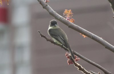 Eastern Phoebe juv - Duxbury Beach, MA - Sept 24, 2011