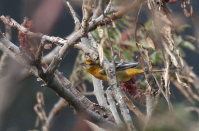 Baltimore Oriole - Duxbury Beach, MA - Sept 24, 2011