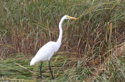 Great Egret - Duxbury Beach, MA - Sept 24, 2011