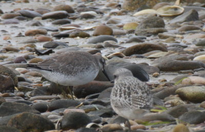 Red Knot - fattened for long flight -. Duxbury Beach, MA - Sept 24, 2011