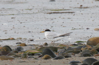 Least Tern - very late - Duxbury Beach, MA - Sept 24, 2011