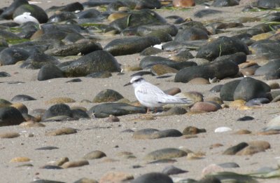 Least Tern juv. - very late - Duxbury Beach, MA - Sept 24, 2011