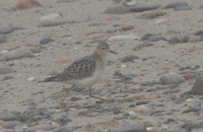 Buff-breasted Sandpiper -juv - Duxbury Beach, MA - Sept.27, 2011 (1 of 2)