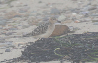 Buff-breasted Sandpiper -juv - Duxbury Beach, MA - Sept.27, 2011 (2 of 2)