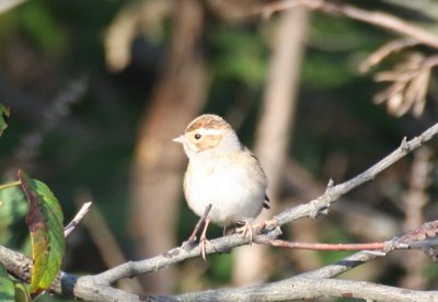 Clay-colored Sparrow - Duxbury Beach, MA - Sept. 30, 2011
