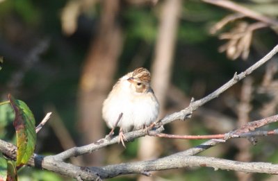 Clay-colored Sparrow - Duxbury Beach, MA - Sept. 30, 2011