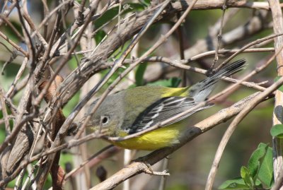 Magnolia Warbler - High Pines Duxbury Beach - Oct. 4, 2011