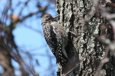 Yellow-belllied Sapsucker  juv - High Pines Duxbury Beach - Oct. 6, 2011