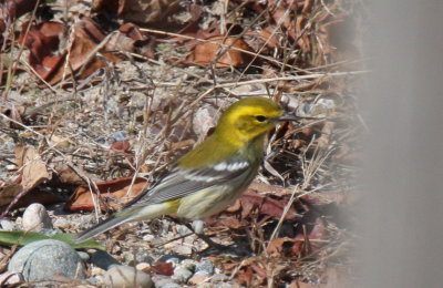 Black-throated Green Warbler - High Pines Duxbury Beach - Oct. 6, 2011
