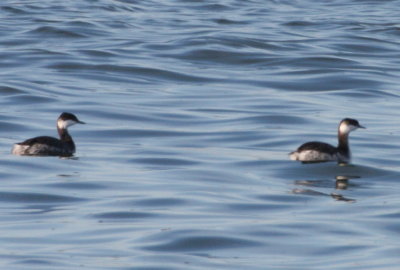 Horned Grebes (first of season)  - Duxbury Beach, MA  - Oct. 7, 2011